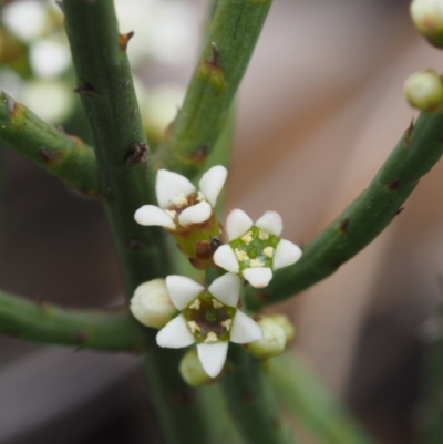 Choretrum pauciflorum (Dwarf Sour Bush) at Paddys River, ACT - 12 Nov 2014 by KenT