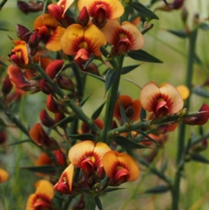 Daviesia ulicifolia subsp. ulicifolia at Cotter River, ACT - 7 Nov 2014 11:28 AM