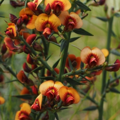 Daviesia ulicifolia subsp. ulicifolia (Gorse Bitter-pea) at Cotter River, ACT - 7 Nov 2014 by KenT