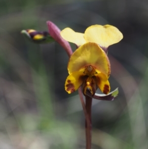 Diuris semilunulata at Paddys River, ACT - suppressed