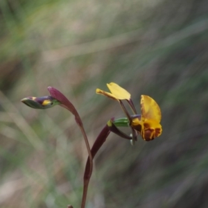 Diuris semilunulata at Paddys River, ACT - 12 Nov 2014