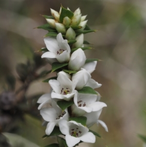 Epacris breviflora at Paddys River, ACT - 7 Nov 2014 12:28 PM