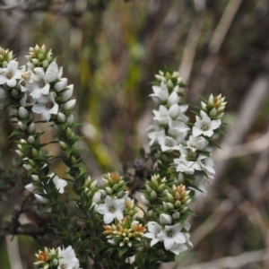 Epacris breviflora at Paddys River, ACT - 7 Nov 2014 12:28 PM