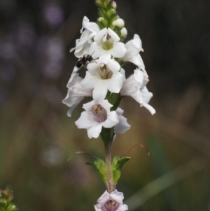 Euphrasia collina subsp. paludosa at Cotter River, ACT - 7 Nov 2014