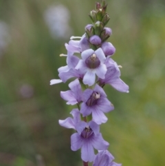 Euphrasia collina subsp. paludosa at Cotter River, ACT - 7 Nov 2014