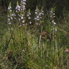 Euphrasia collina subsp. paludosa at Cotter River, ACT - 7 Nov 2014