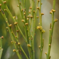 Exocarpos strictus (Dwarf Cherry) at Paddys River, ACT - 7 Nov 2014 by KenT