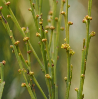 Exocarpos strictus (Dwarf Cherry) at Paddys River, ACT - 7 Nov 2014 by KenT