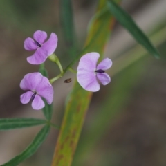 Glycine clandestina (Twining Glycine) at Paddys River, ACT - 11 Nov 2014 by KenT