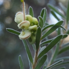 Grevillea lanigera (Woolly Grevillea) at Paddys River, ACT - 7 May 2015 by KenT