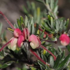 Grevillea lanigera (Woolly Grevillea) at Cotter River, ACT - 7 Nov 2014 by KenT