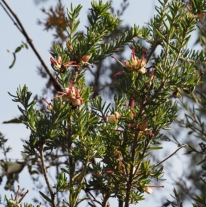 Grevillea lanigera at Cotter River, ACT - 7 Nov 2014 08:30 AM