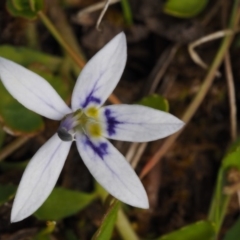 Isotoma fluviatilis subsp. australis (Swamp Isotome) at Paddys River, ACT - 7 Nov 2014 by KenT