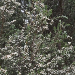 Leptospermum lanigerum at Paddys River, ACT - 12 Nov 2014 07:19 AM