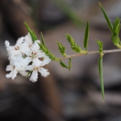 Leucopogon virgatus (Common Beard-heath) at Paddys River, ACT - 12 Nov 2014 by KenT