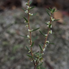 Monotoca scoparia at Paddys River, ACT - 23 Apr 2015