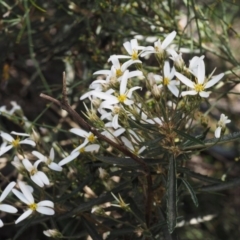 Olearia erubescens (Silky Daisybush) at Paddys River, ACT - 12 Nov 2014 by KenT