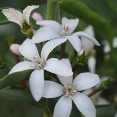 Philotheca myoporoides subsp. myoporoides (Long-leaf Waxflower) at Cotter River, ACT - 7 Nov 2014 by KenT