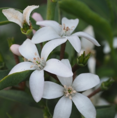 Philotheca myoporoides subsp. myoporoides (Long-leaf Waxflower) at Cotter River, ACT - 6 Nov 2014 by KenT