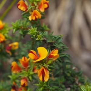 Pultenaea procumbens at Paddys River, ACT - 12 Nov 2014 11:24 AM