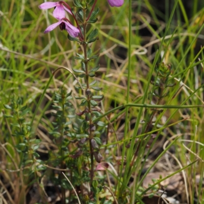 Tetratheca bauerifolia (Heath Pink-bells) at Cotter River, ACT - 6 Nov 2014 by KenT