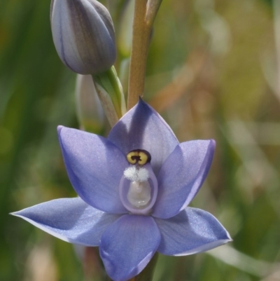 Thelymitra peniculata (Blue Star Sun-orchid) at Cotter River, ACT - 7 Nov 2014 by KenT