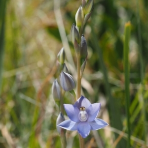 Thelymitra peniculata at Cotter River, ACT - suppressed