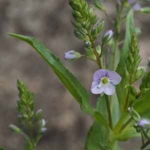 Veronica anagallis-aquatica at Paddys River, ACT - 12 Nov 2014 08:15 AM
