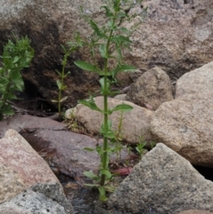 Veronica anagallis-aquatica at Paddys River, ACT - 12 Nov 2014