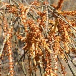 Allocasuarina verticillata at Symonston, ACT - 30 Jul 2015 10:01 AM