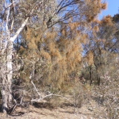 Allocasuarina verticillata at Symonston, ACT - 30 Jul 2015 10:01 AM