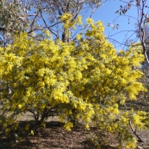 Acacia baileyana at Symonston, ACT - 30 Jul 2015 10:03 AM