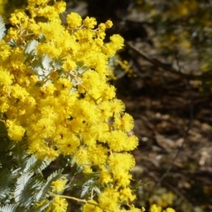 Acacia baileyana at Symonston, ACT - 30 Jul 2015 10:03 AM