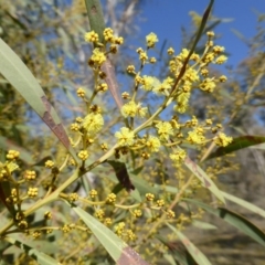 Acacia rubida (Red-stemmed Wattle, Red-leaved Wattle) at Symonston, ACT - 30 Jul 2015 by Mike