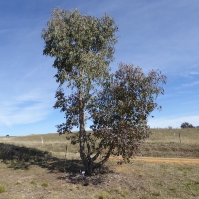 Eucalyptus nortonii (Large-flowered Bundy) at Molonglo Valley, ACT - 30 Jul 2015 by JanetRussell