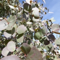 Eucalyptus nortonii at Sth Tablelands Ecosystem Park - 30 Jul 2015 11:06 AM