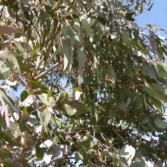 Eucalyptus nortonii at Sth Tablelands Ecosystem Park - 30 Jul 2015 11:06 AM