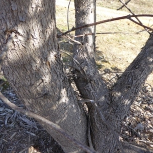 Eucalyptus nortonii at Sth Tablelands Ecosystem Park - 30 Jul 2015 11:06 AM