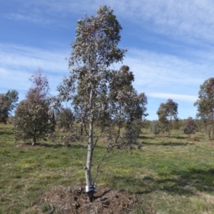 Eucalyptus melliodora at Sth Tablelands Ecosystem Park - 30 Jul 2015