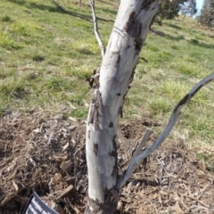 Eucalyptus melliodora at Sth Tablelands Ecosystem Park - 30 Jul 2015