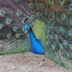 Pavo cristatus (Indian Peafowl) at Molonglo Valley, ACT - 28 Jul 2015 by MichaelBedingfield
