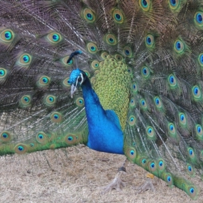 Pavo cristatus (Indian Peafowl) at Molonglo Valley, ACT - 28 Jul 2015 by michaelb