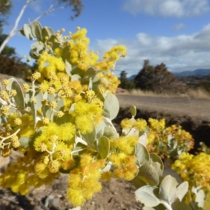 Acacia podalyriifolia at Isaacs, ACT - 3 Aug 2015