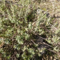 Melichrus urceolatus (Urn Heath) at Isaacs, ACT - 3 Aug 2015 by Mike