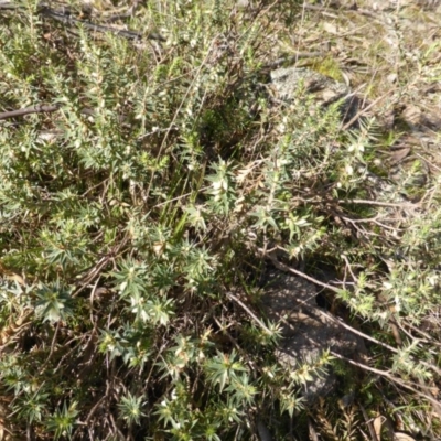 Melichrus urceolatus (Urn Heath) at Isaacs Ridge - 3 Aug 2015 by Mike