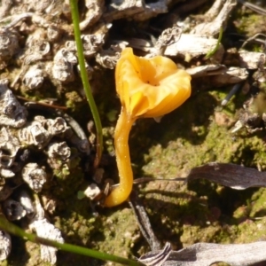 Lichenomphalia chromacea at Isaacs Ridge - 3 Aug 2015 03:47 PM