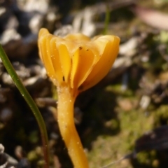 Lichenomphalia chromacea at Isaacs Ridge - 3 Aug 2015 03:47 PM