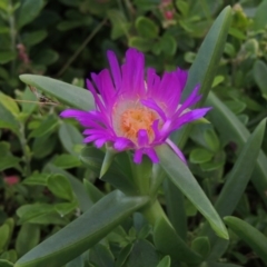 Carpobrotus glaucescens (Pigface) at Kioloa, NSW - 15 Jun 2014 by michaelb