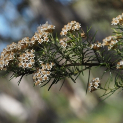 Ozothamnus thyrsoideus (Sticky Everlasting) at Tennent, ACT - 14 Dec 2014 by KenT