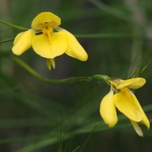 Diuris monticola at Tennent, ACT - suppressed